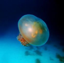 Playing with manual white ballence. Jellyfish near Bigej ... by Lee Craker 
